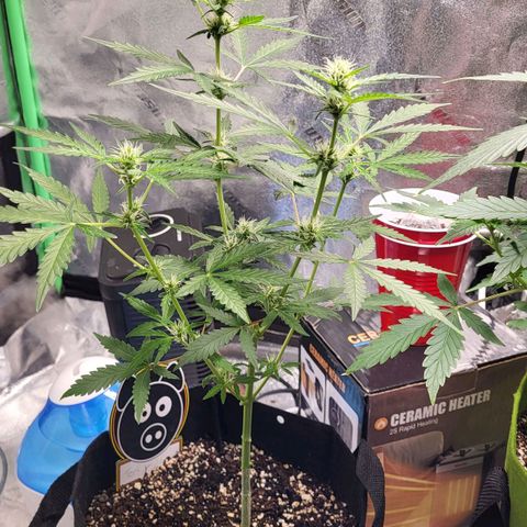 Toof Decay x Walter White growlog timeline photo