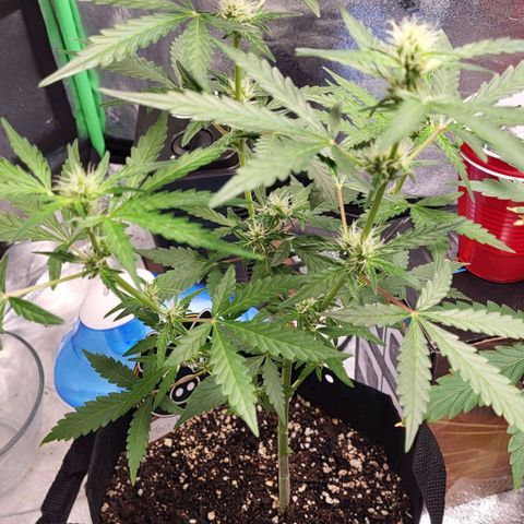Toof Decay x Walter White growlog timeline photo