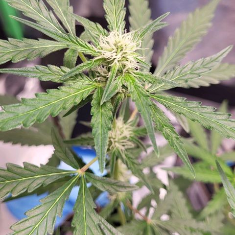 Toof Decay x Walter White growlog timeline photo