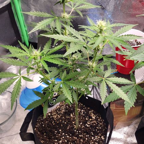 Toof Decay x Walter White growlog timeline photo
