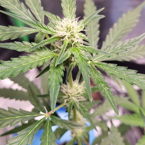 Toof Decay x Walter White growlog timeline photo