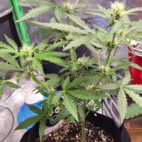 Toof Decay x Walter White growlog timeline photo