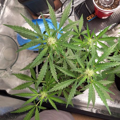 Toof Decay x Walter White growlog timeline photo