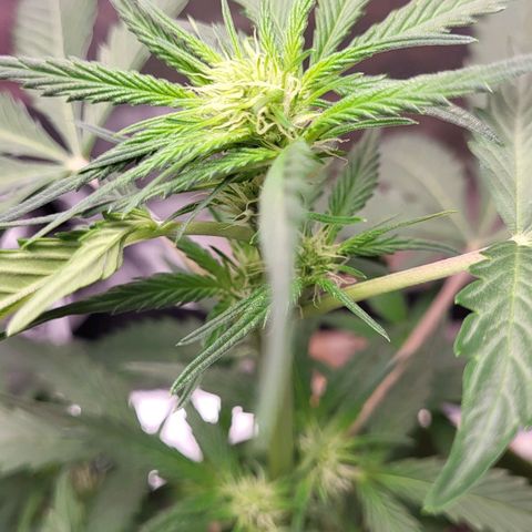 Jammy Dodgers #2 growlog timeline photo