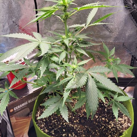 Jammy Dodgers #2 growlog timeline photo
