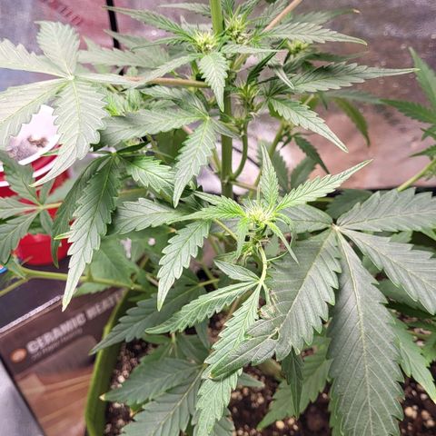 Jammy Dodgers #2 growlog timeline photo