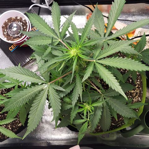 Jammy Dodgers #2 growlog timeline photo