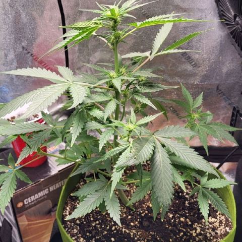 Jammy Dodgers #2 growlog timeline photo
