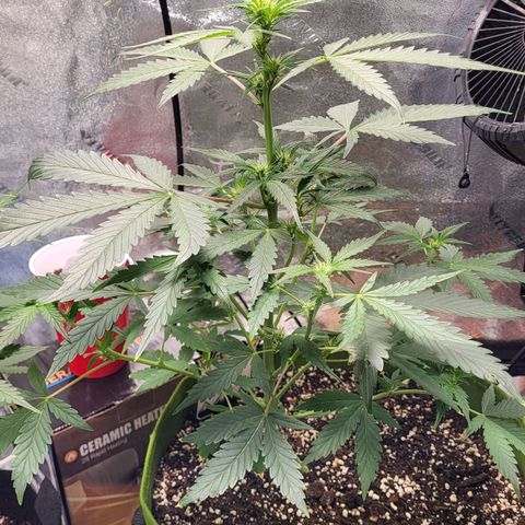 Jammy Dodgers #2 growlog timeline photo