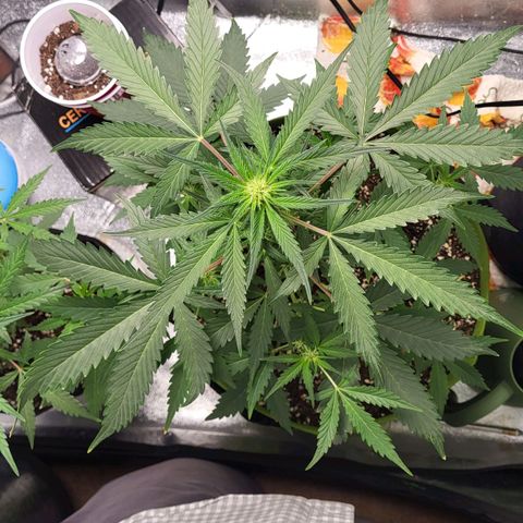 Jammy Dodgers #2 growlog timeline photo