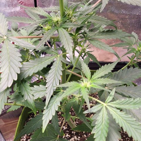 Jammy Dodgers #2 growlog timeline photo
