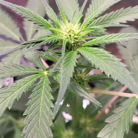 Jammy Dodgers #2 growlog timeline photo