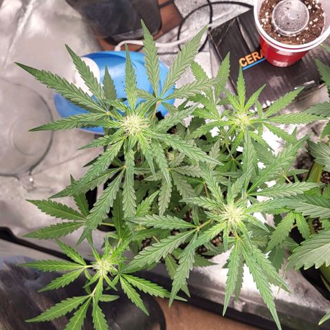 Toof Decay x Walter White growlog timeline photo