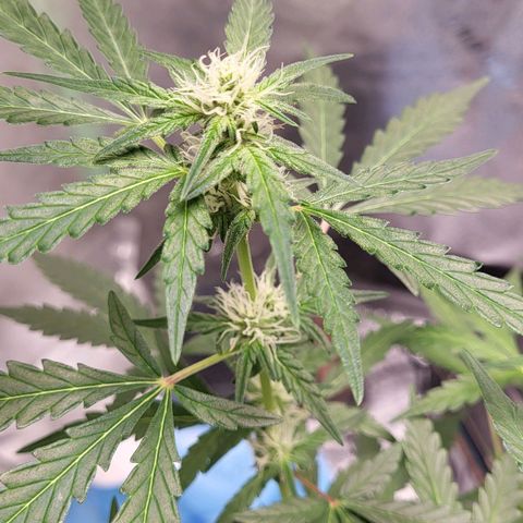 Toof Decay x Walter White growlog timeline photo