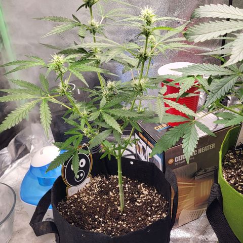 Toof Decay x Walter White growlog timeline photo