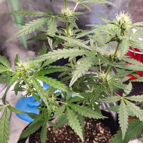 Toof Decay x Walter White growlog timeline photo