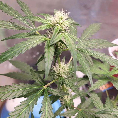 Toof Decay x Walter White growlog timeline photo