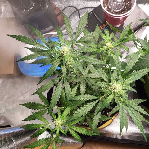 Toof Decay x Walter White growlog timeline photo