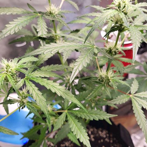 Toof Decay x Walter White growlog timeline photo