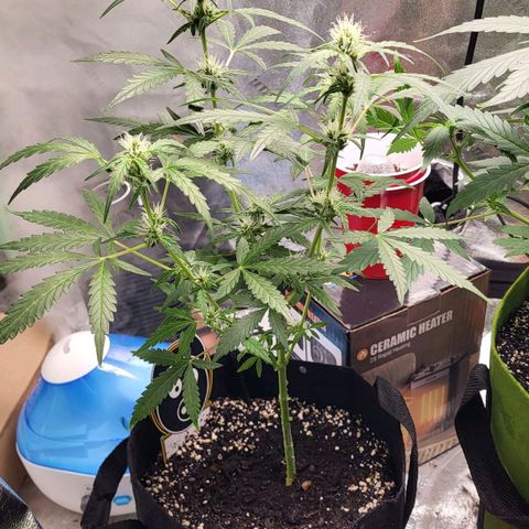 Toof Decay x Walter White growlog timeline photo