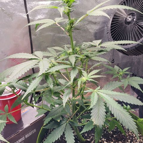Jammy Dodgers #2 growlog timeline photo