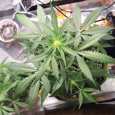 Jammy Dodgers #2 growlog timeline photo