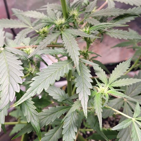 Jammy Dodgers #2 growlog timeline photo