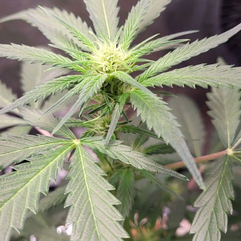 Jammy Dodgers #2 growlog timeline photo