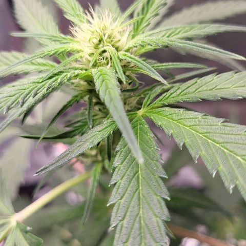 Jammy Dodgers #2 growlog timeline photo