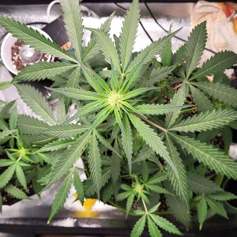 Jammy Dodgers #2 growlog timeline photo