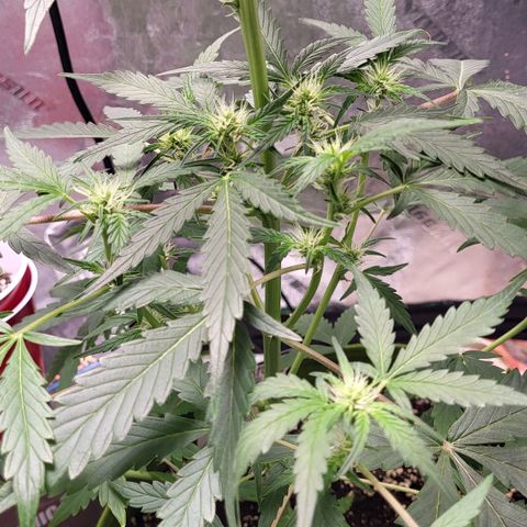 Jammy Dodgers #2 growlog timeline photo