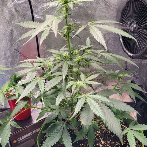 Jammy Dodgers #2 growlog timeline photo
