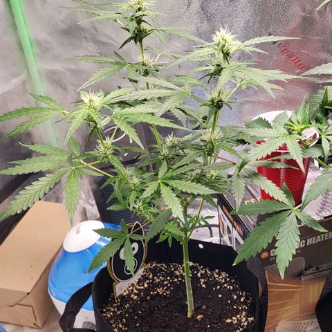 Toof Decay x Walter White growlog timeline photo