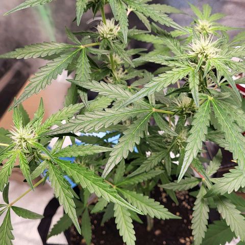 Toof Decay x Walter White growlog timeline photo