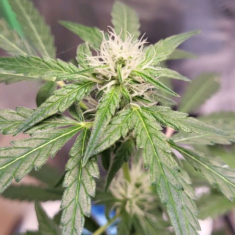 Toof Decay x Walter White growlog timeline photo