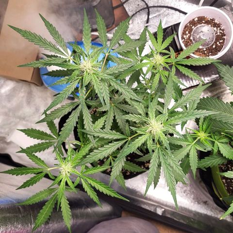 Toof Decay x Walter White growlog timeline photo