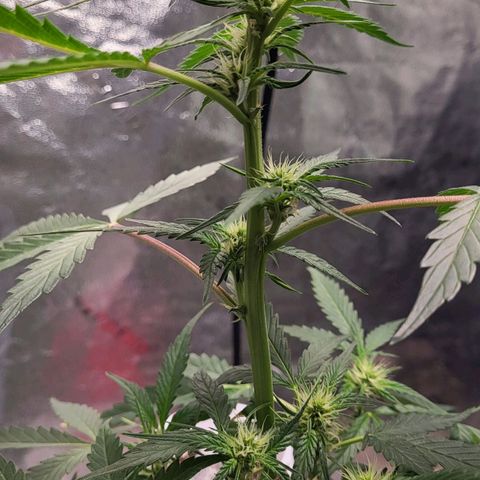 Jammy Dodgers #2 growlog timeline photo