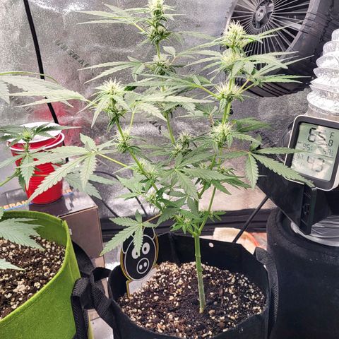 Toof Decay x Walter White growlog timeline photo