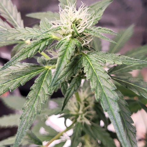 Toof Decay x Walter White growlog timeline photo