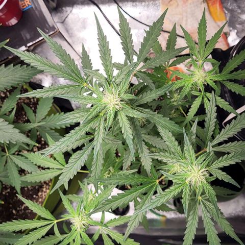 Toof Decay x Walter White growlog timeline photo