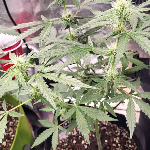 Toof Decay x Walter White growlog timeline photo