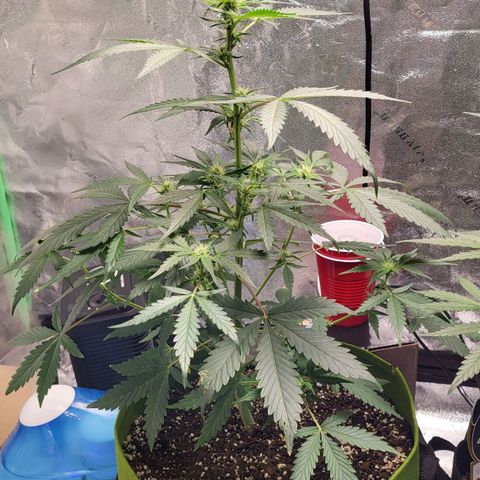 Jammy Dodgers #2 growlog timeline photo
