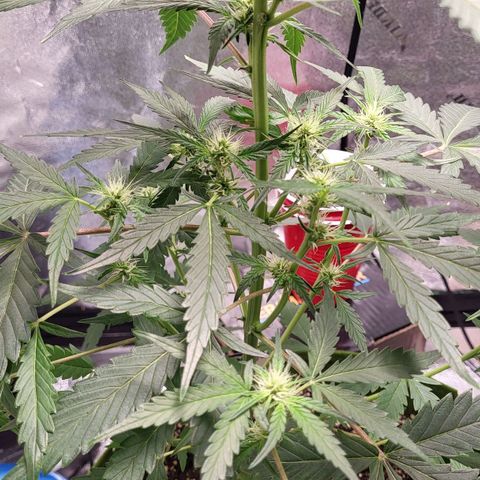 Jammy Dodgers #2 growlog timeline photo