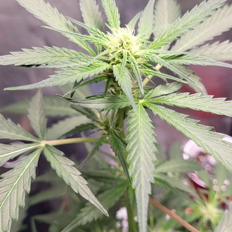 Jammy Dodgers #2 growlog timeline photo