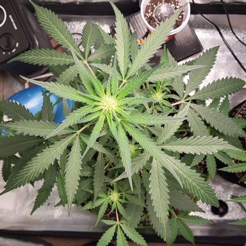 Jammy Dodgers #2 growlog timeline photo
