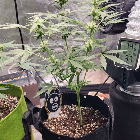Toof Decay x Walter White growlog timeline photo