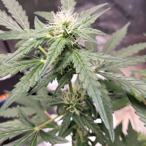 Toof Decay x Walter White growlog timeline photo