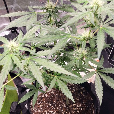 Toof Decay x Walter White growlog timeline photo