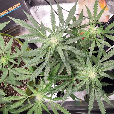 Toof Decay x Walter White growlog timeline photo