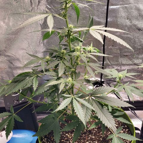 Jammy Dodgers #2 growlog timeline photo